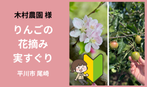 「「木村農園さん」平川市 花摘み・実すぐり作業  4月お仕事カレンダー」のサムネイル