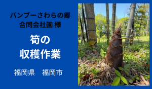「「 バンブーさわらの郷合同会社さん」福岡市 筍(たけのこ)の収穫作業  4月お仕事カレンダー」のサムネイル