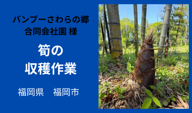 「「 バンブーさわらの郷合同会社さん」福岡市 筍(たけのこ)の収穫作業  4月お仕事カレンダー」のサムネイル