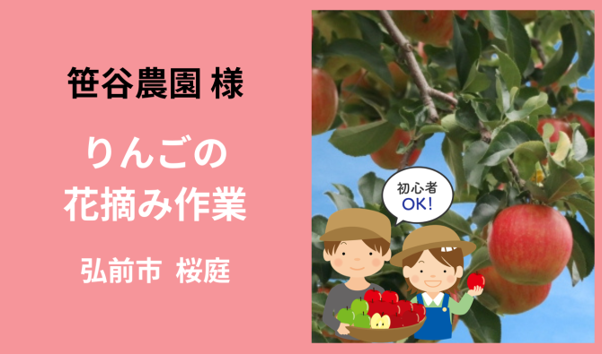 「「 笹谷農園さん」 弘前市 りんごの花摘み作業 5月お仕事カレンダー」のサムネイル