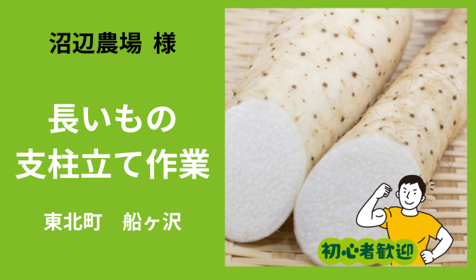 「「 沼辺農園さん」東北町 長芋の支柱立て作業  5月お仕事カレンダー」のサムネイル