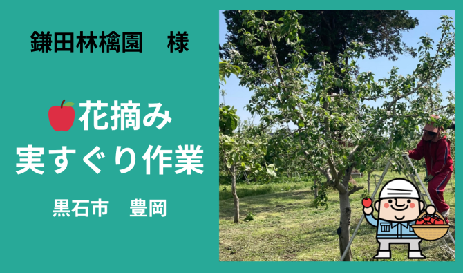 「「鎌田林檎園さん」黒石市 りんご花摘み・実すぐり作業  ５月お仕事カレンダー」のサムネイル