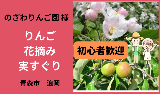 「「 のざわりんごえんさん」青森市浪岡 リンゴの花摘み・実すぐり作業 5月お仕事カレンダー」のサムネイル
