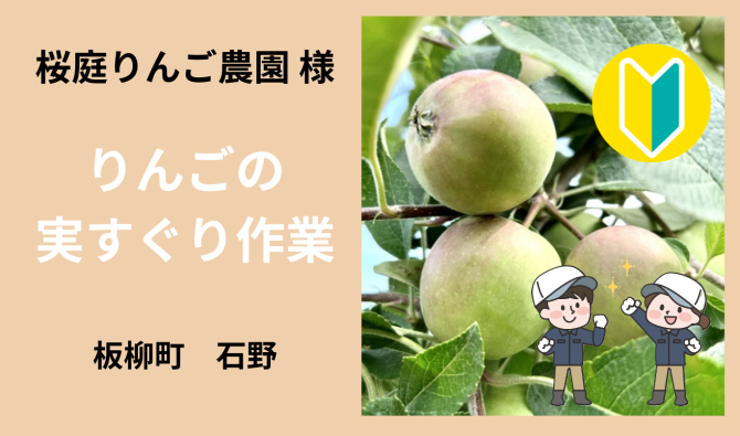 「「 桜庭りんご農園さん」板柳町 りんごの実すぐり作業  6月お仕事カレンダー」のサムネイル