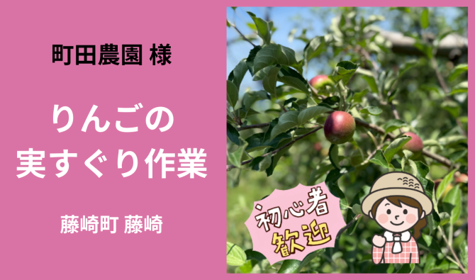 「「 町田農園さん」藤崎町 りんごの実すぐり作業  6月お仕事カレンダー」のサムネイル
