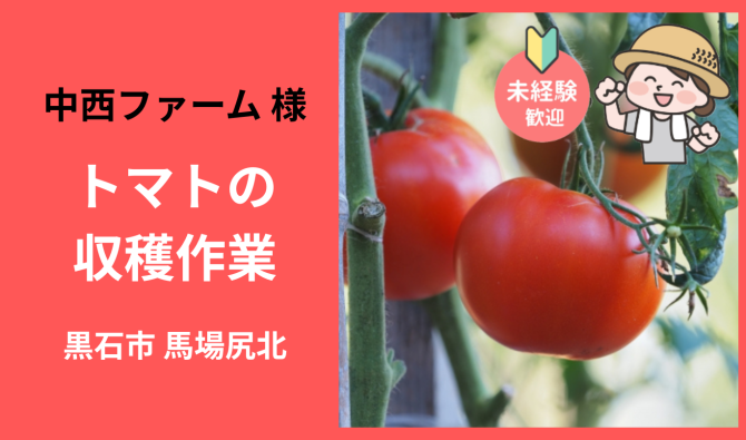 「「 中西ファームさん」黒石市 トマトの収穫作業  6月お仕事カレンダー」のサムネイル