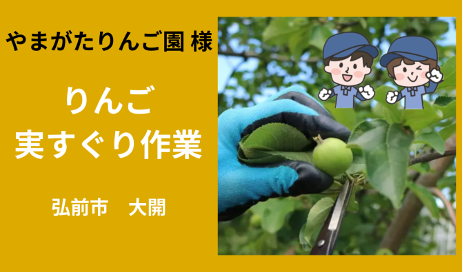 「「やまがたりんご園 さん」弘前市 りんごの実すぐり作業  ６月お仕事カレンダー」のサムネイル