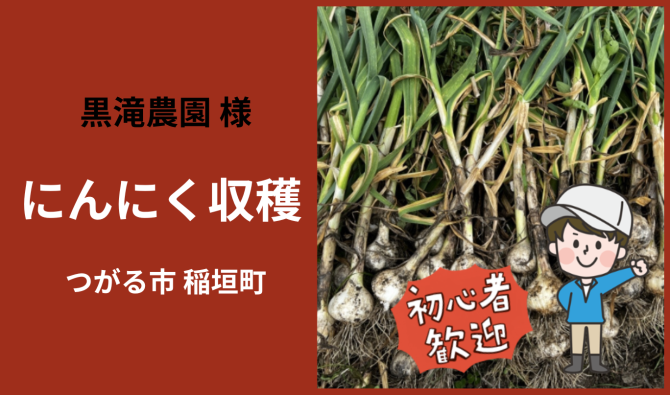 「「 黒滝農園さん」つがる市 ニンニク収穫作業  6月お仕事カレンダー」のサムネイル