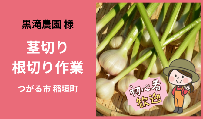 「「 黒滝農園さん」つがる市 ニンニクの茎切り・根切り　6月お仕事カレンダー」のサムネイル