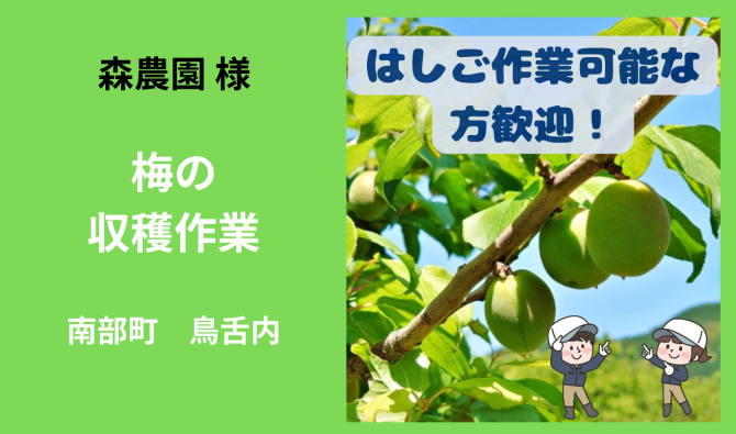 「「 森農園さん」南部町鳥舌内 梅の収穫作業  7月お仕事カレンダー」のサムネイル