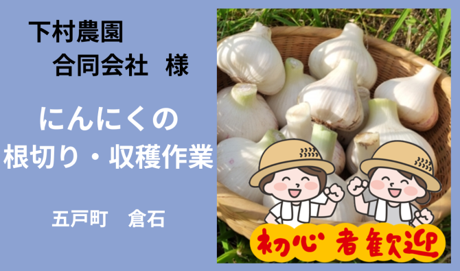「「 下村農園合同会社さん」五戸町 にんにくの収穫根切り作業  ７月お仕事カレンダー」のサムネイル