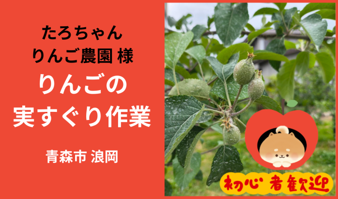 「「 たろちゃんりんご農園（浪岡）さん」青森市浪岡 りんごの実すぐり作業 6月お仕事カレンダー」のサムネイル