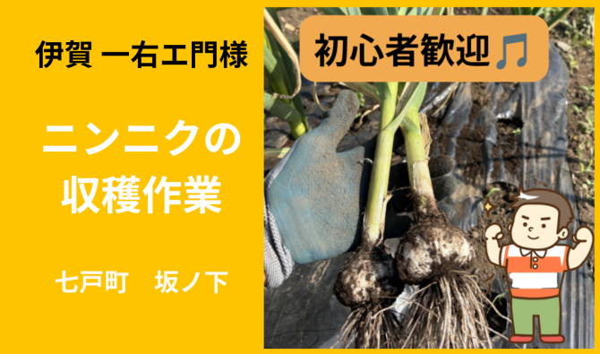 「「伊賀一右エ門さん」七戸町坂ノ下　ニンニク収穫作業 7月お仕事カレンダー」のサムネイル