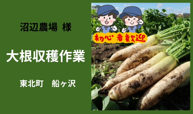 「「 沼辺農場さん」東北町 船ヶ沢 大根収穫作業 6月お仕事カレンダー」のサムネイル