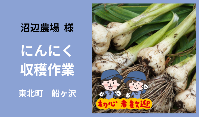 「「 沼辺農場さん」東北町 船ヶ沢 にんにく収穫作業 6月お仕事カレンダー」のサムネイル