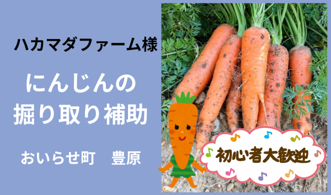 「「 ハカマダファームさん」おいらせ町 🥕人参の掘り取りの補助作業  7月お仕事カレンダー」のサムネイル