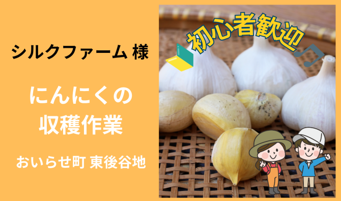「「シルクファームさん」おいらせ町  にんにくの収穫作業  6月お仕事カレンダー」のサムネイル