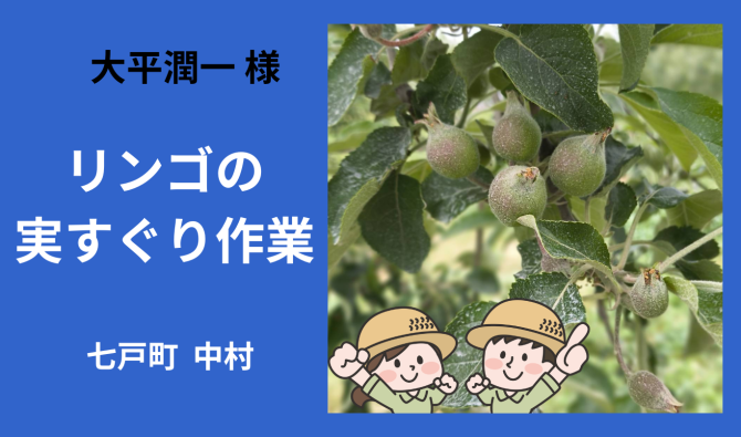 「「 大平潤一さん」七戸町 中村  りんごの実すぐり作業  6月お仕事カレンダー」のサムネイル