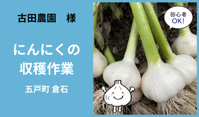 「「 古田農園さん」五戸町 🧄にんにくの収穫作業  7月お仕事カレンダー」のサムネイル