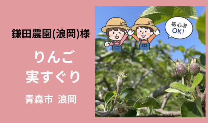 「「 鎌田農園さん」青森市浪岡 りんごの実すぐり作業  6月お仕事カレンダー」のサムネイル