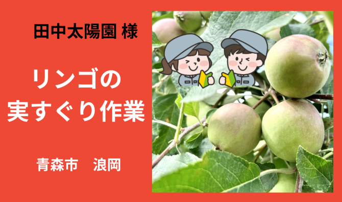 「「田中太陽園さん」青森市 リンゴの実すぐり作業 6月お仕事カレンダー」のサムネイル