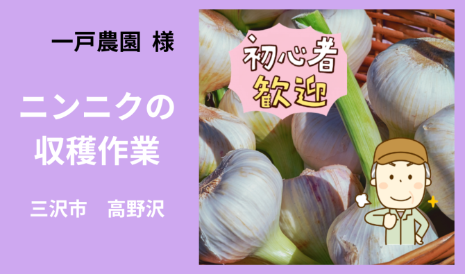 「「 一戸農園さん」三沢市 ニンニクの収穫作業  6月お仕事カレンダー」のサムネイル