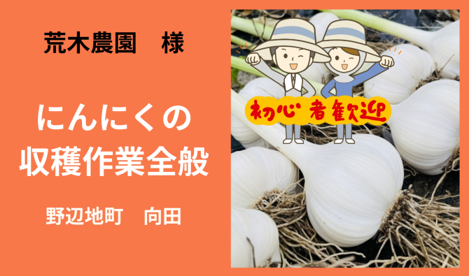 「「 荒木農園さん」野辺地町 ニンニクの収穫作業全般  6月お仕事カレンダー」のサムネイル